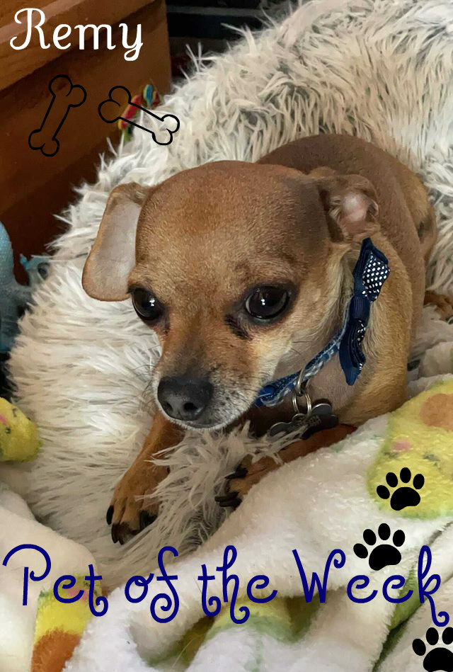 Tucson Chihuahua named Remy