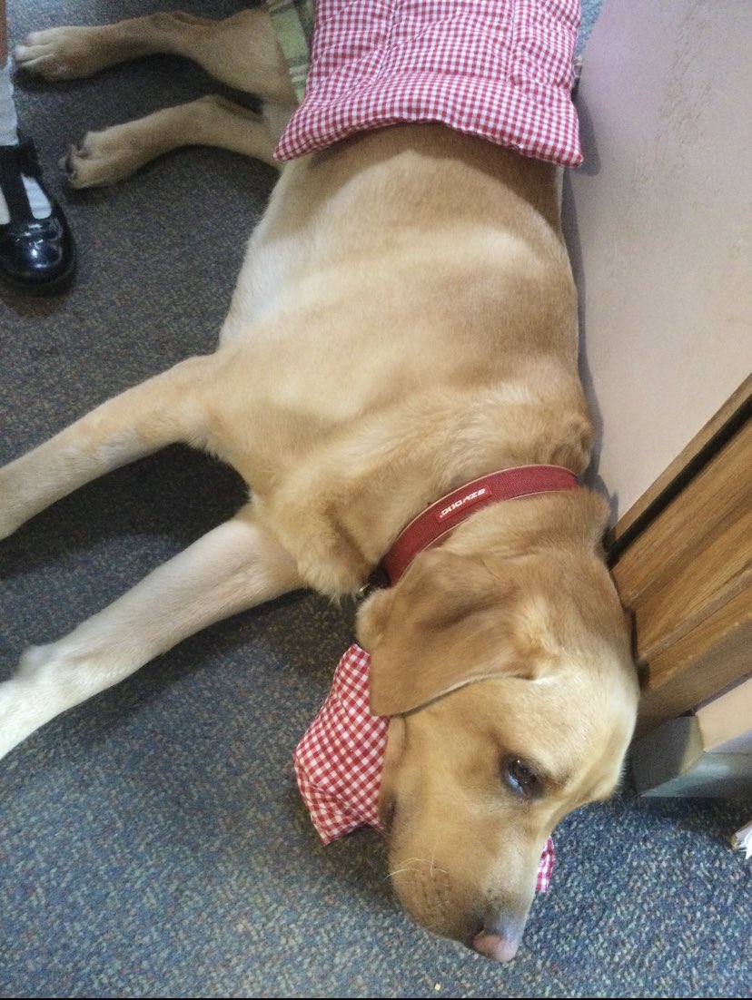 HamsPaw's tweet photo. Just another day in the life of a school dog - put to bed in the Home Corner! #ohHenry #sleepytime https://t.co/PETUP8xtgn