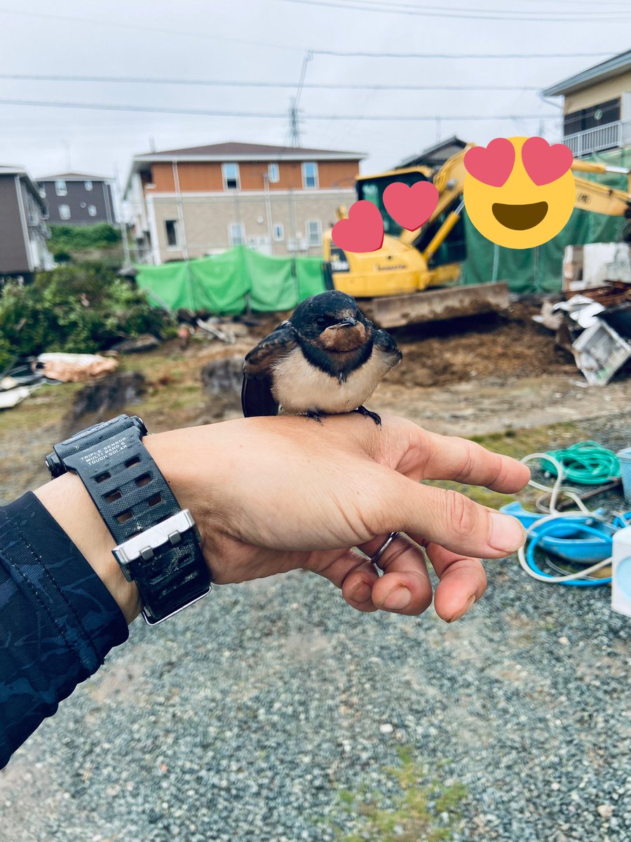 zx25r_tomo's tweet photo. 現場に出勤すると燕さんが飛んでやって来る🐧現場終了時間になったら飛んで帰って行く！なんて可愛い😍 https://t.co/foKp6p5Vxo