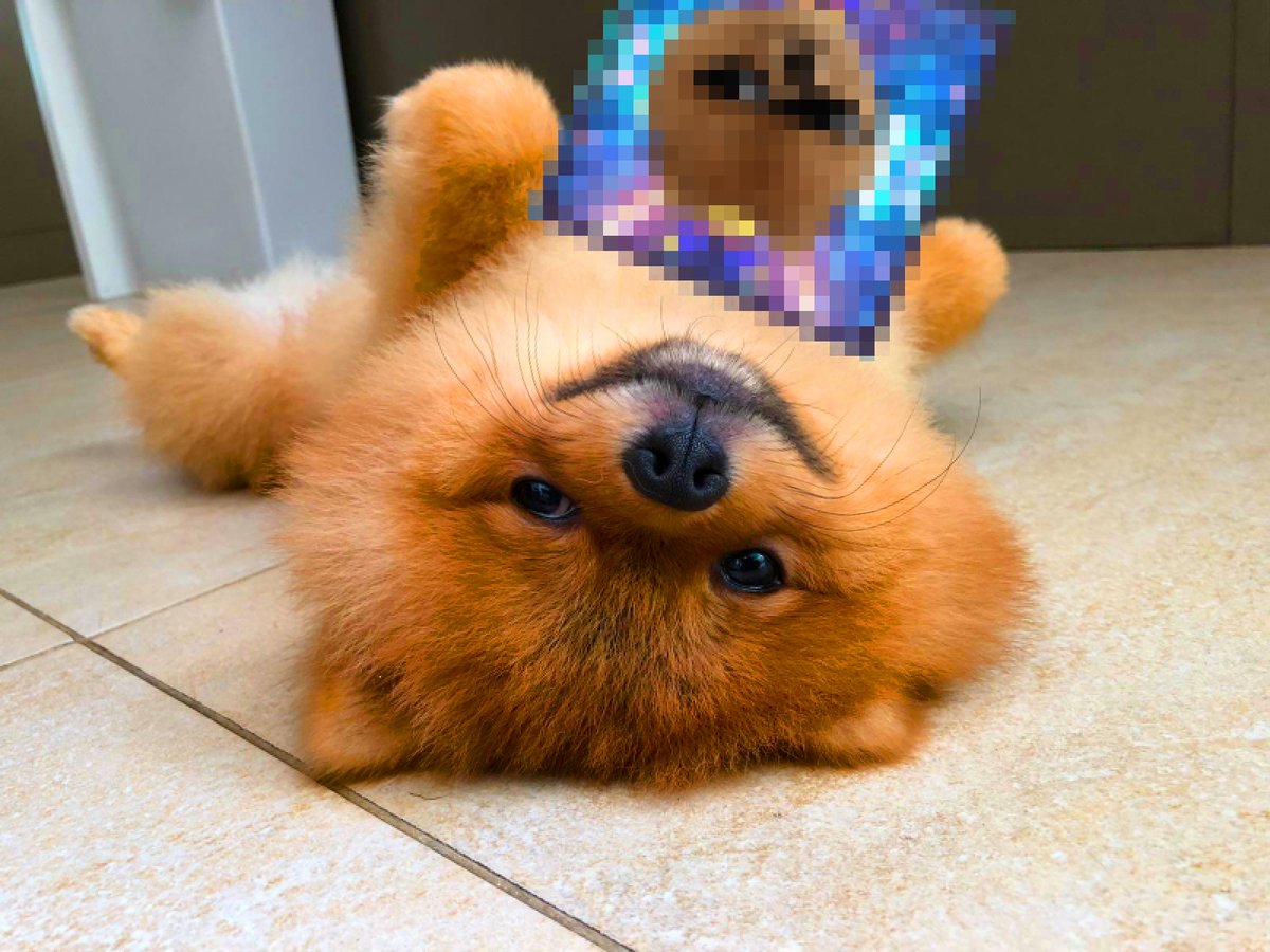 moscryptobyteme's tweet photo. Calvin is so excited to show y'all his new #NFT 🔥

#NFTCommunity #nftart #CuteAnimals https://t.co/d2kUSBtgko