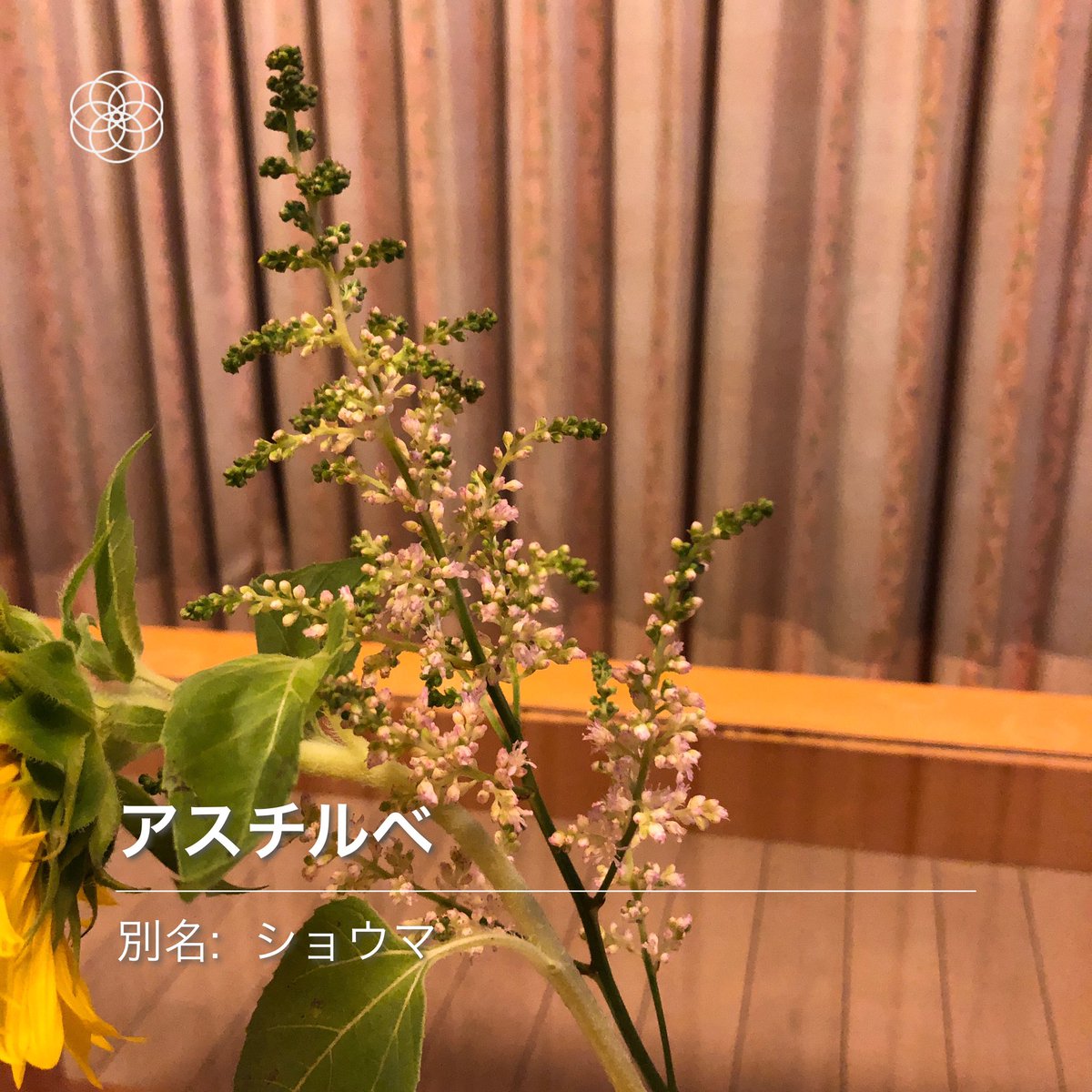 ももちゃんとみかんにお花