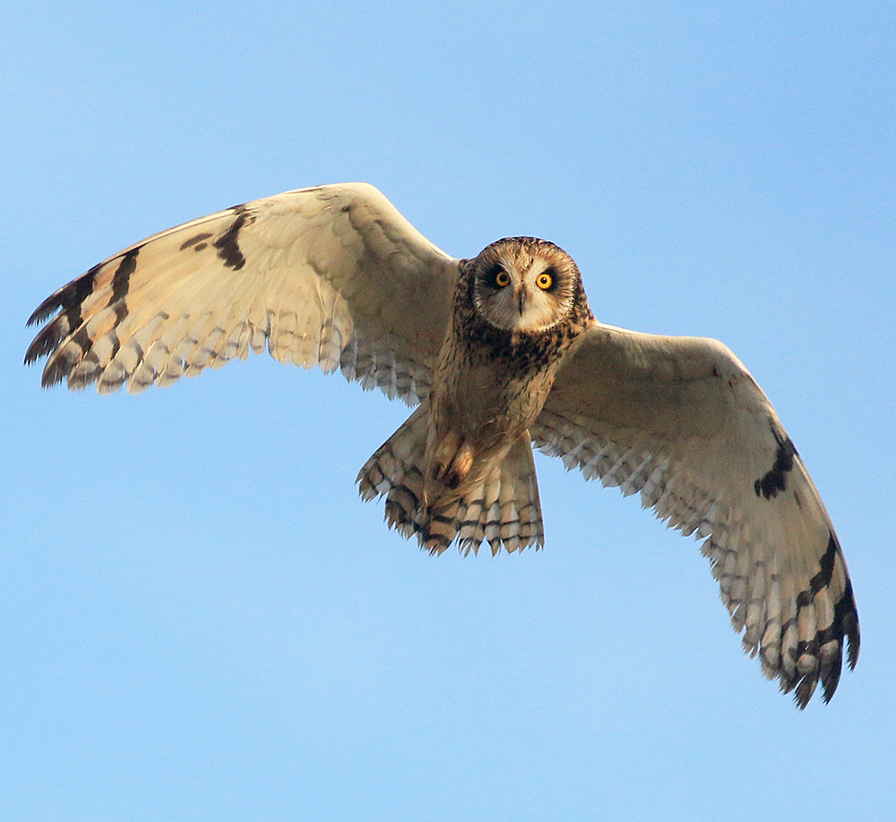 Save the dates - #Migweek '21 is ON! 9th to 17th October: lots of ringing demos, walks, international and local talks, vismig and seawatch drop-ins and more at various locations - As always, ALL FREE AND OPEN TO ALL! Details to follow soon.....

#allforbirdsbirdsforall