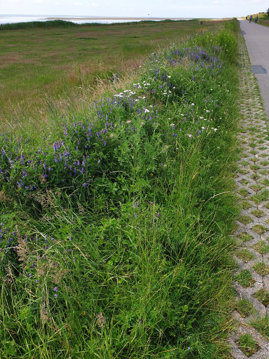 elsjederuijter's tweet photo. "Wat een mooie bermen hier, hè?" hoorde ik een fietser langs de #postweg zeggen. Met dank aan het maaibeleid van #gem_vlieland. https://t.co/swFhEuGBE0