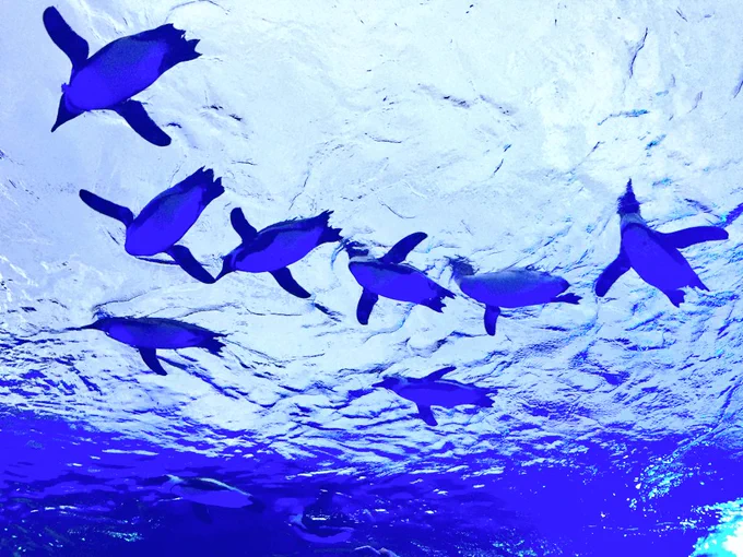 雨でジメジメするから気持ちよさげに泳ぐペンギンの写真見てる 
