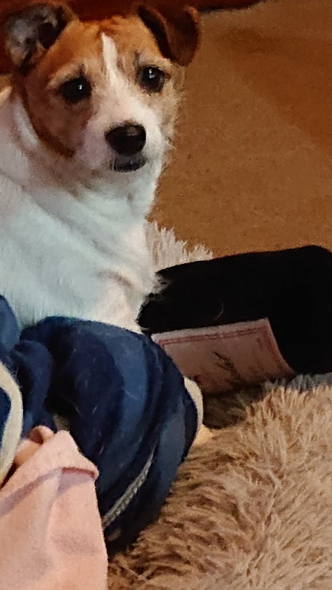 jules_hooper's tweet photo. It's Friday night in Brisbane and Tina is humping her fluffy wine bottle of Merlot Woof.
#lockdownmood https://t.co/q4yVbCVtCY