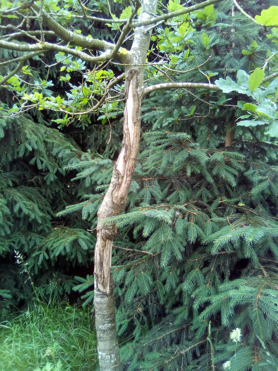 UK Squirrel Accord tweet media