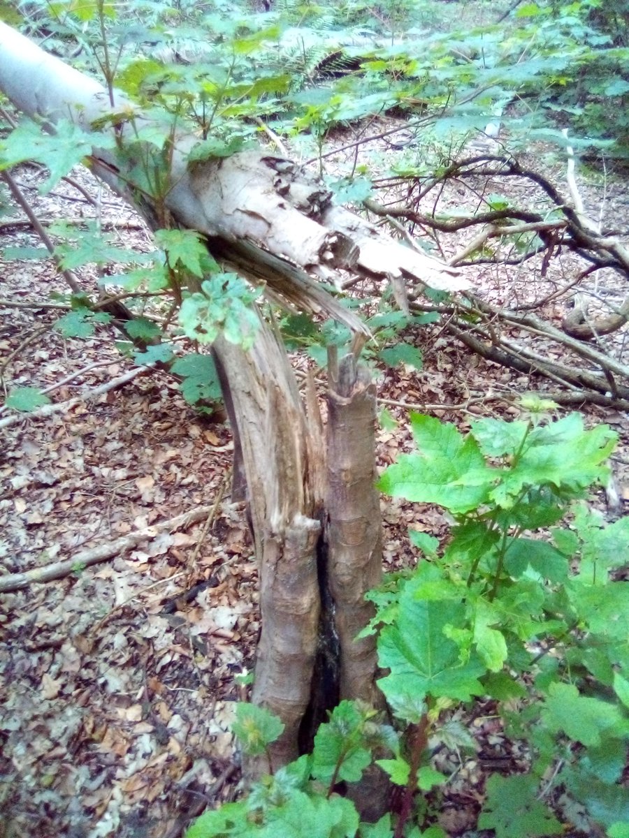 Thanks to Andy Mitchell for images of grey squirrel damage to #trees in #Warwickshire. Bark stripped from young #oak &amp; sycamore whose trunk snapped at point of damage. #ForestFriday

Share grey squirrel damage photos or videos using #barkstripping or email info@squirrelaccord.uk