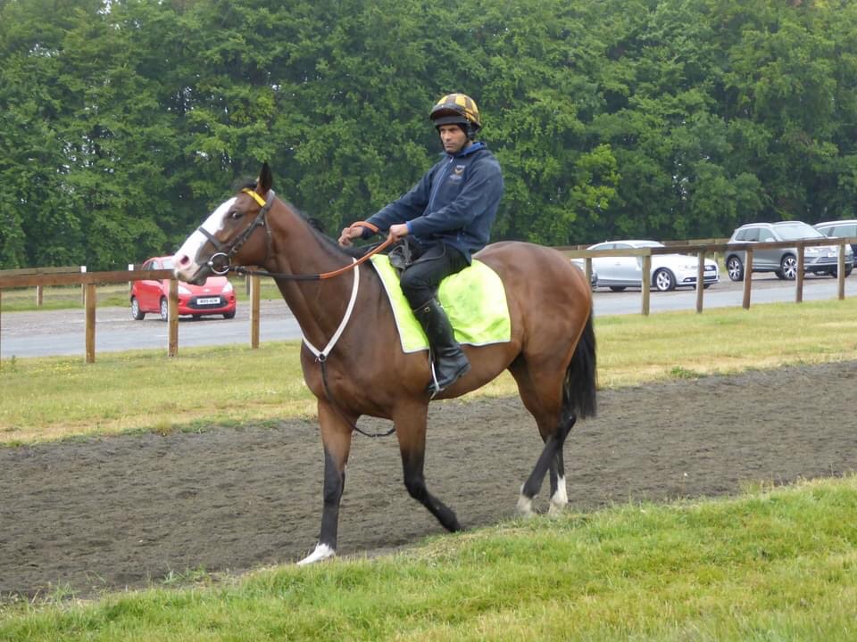 CobboldKeith's tweet photo. Our handsome boy Longsider runs in the Old Newton Cup @haydockraces tomorrow afternoon, and @Luke_Morris88 rides.
Fingers crossed for a good run, with coming home safe the priority!
Thanks to @HeathHouseNkt and @MprUpdates .
#teamsmp https://t.co/MhQ620c0c8