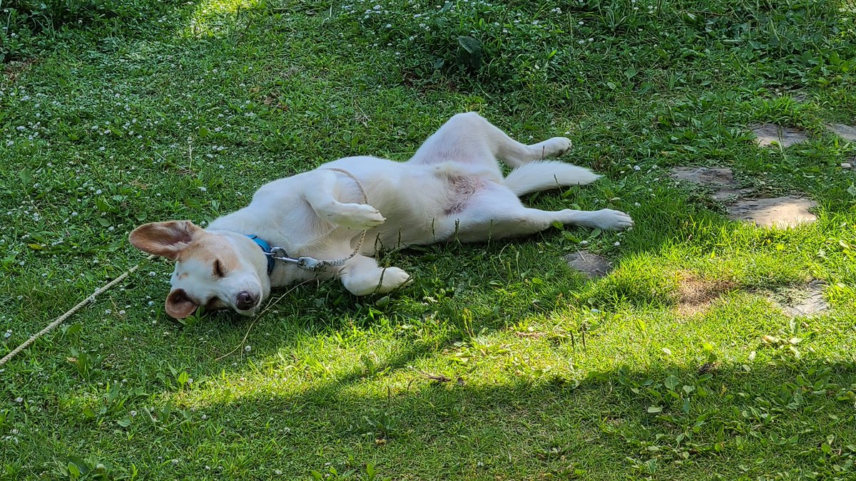 ラム ビーグル似の男子犬 雨が降る前に おまたを日光消毒しておこっと 日光消毒 ラム ビーグル似の男子犬 雨が降る前に おまたを日光消毒しておこっと 日光消毒