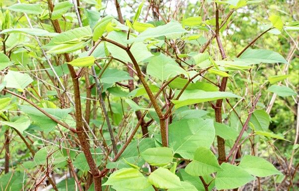BrindleGreen's tweet photo. B&amp;G are pleased to have secured the contract to remove Japanese Knotweed from an area adjacent to a Grade 2 listed Walled Garden development in Leicestershire. For advice relating to #knotweed and other #invasive species please contact us on 0800 222 9105. 

#BGConstruction https://t.co/SgQIvFG2bT