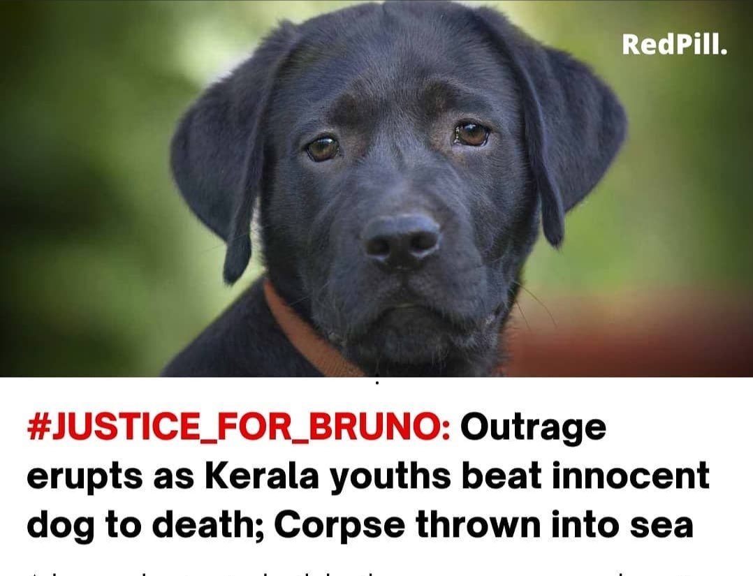DarskiSkitty's tweet photo. #JusticeForBruno https://t.co/2xX7cyjnsh