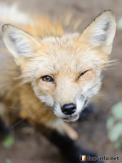 A List Of Tweets Between キツネ写真館 きつね飼養中 And 21 Year 7 Month 1 Whotwi Graphical Twitter Analysis