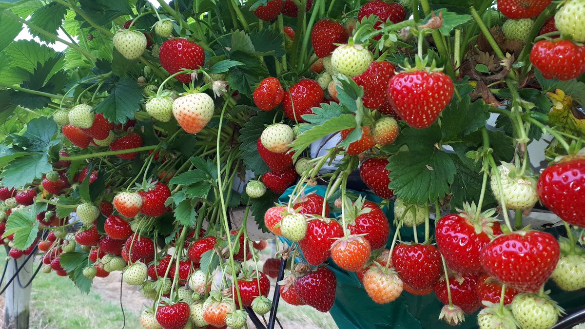 Look at these beauties waiting to be picked...