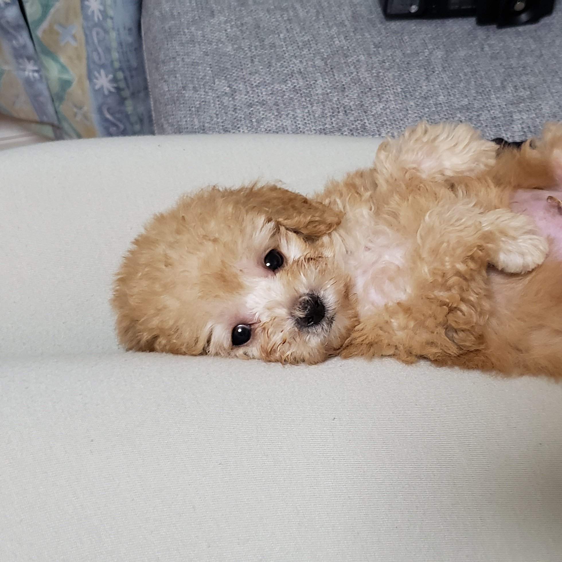 からあげ犬トイプードル ラテ Karaagelatte2 Twitter