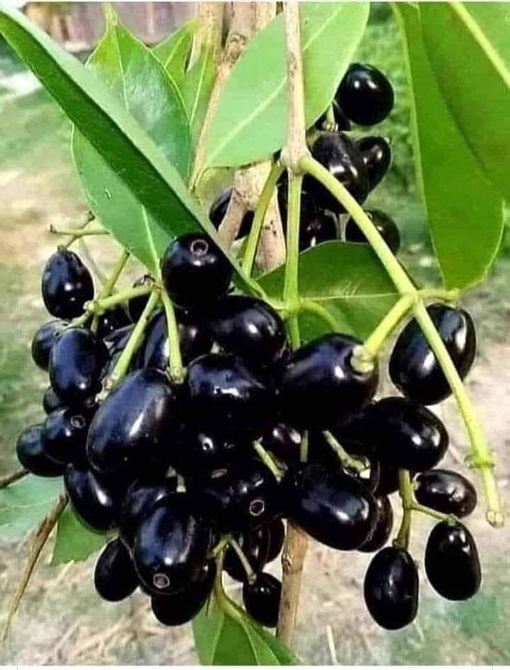 आपके इधर क्या नाम है इस फल का??