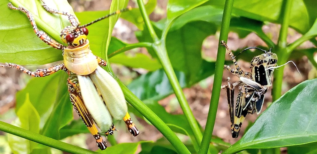 La mue du criquet puant #Zonocerus_variegatus, un #insecte_polyphage. Ici c'est en caféier culture.
<a href="/LeCafeDuGeek/">Le Café du Geek - LCDG</a>, @SocEntomoQc <a href="/inaturalist/">iNaturalist</a> 
<a href="/AgricultureTg/">AgricultureTg</a>