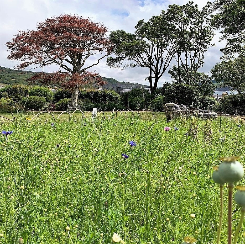 So pleased how well our wildflower meadow is doing. There are bees buzzing and butterflies visiting all the time. So lovely to see. 🦋 🐝 🌸 🌾
#Rewilding #LymeRegis