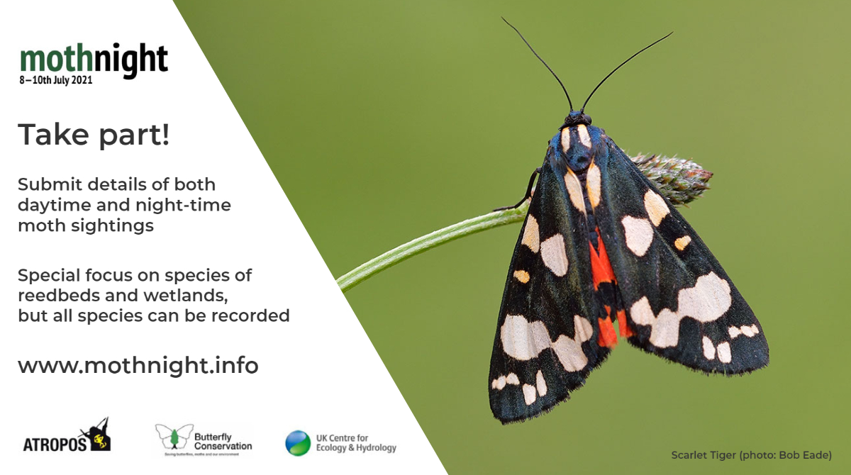 This year’s Moth Night is less than a week away… Find out everything you need to know about taking part in this annual celebration of #moths! >> mothnight.info @AtroposJournal @savebutterflies @UK_CEH @MothNight #MothNight