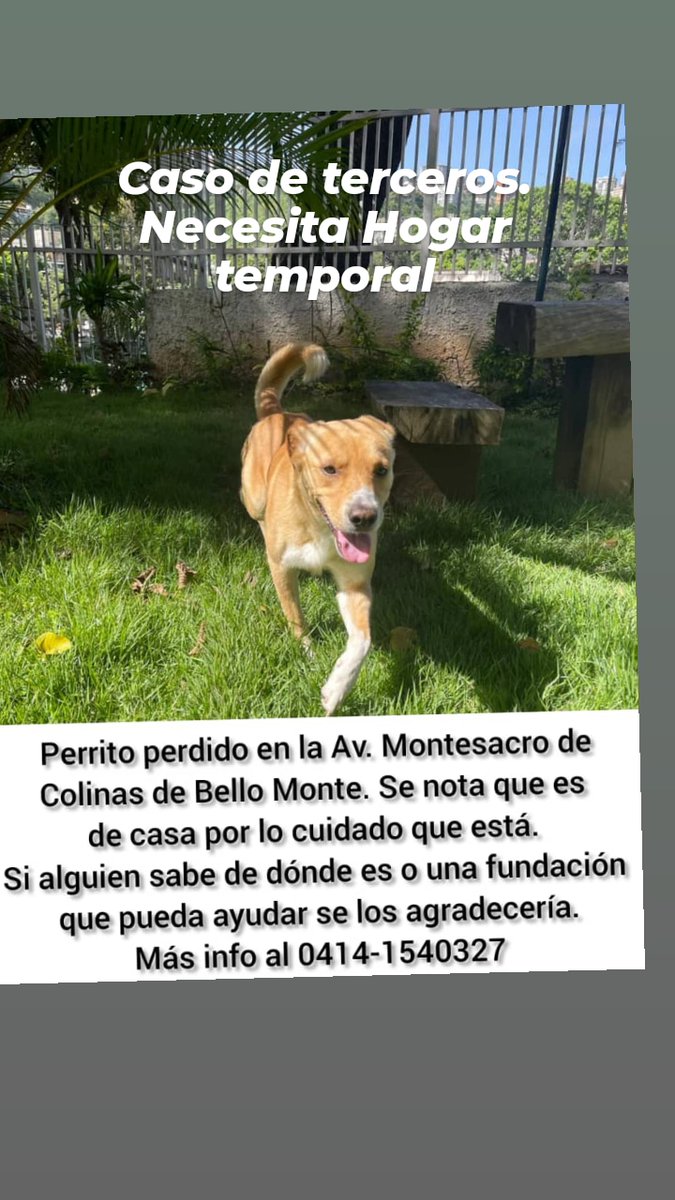 apoyocanino's tweet photo. Recuerdan este caso del perrito encontrado en Colinas de Bello Monte? https://t.co/dVL8y5YopB
