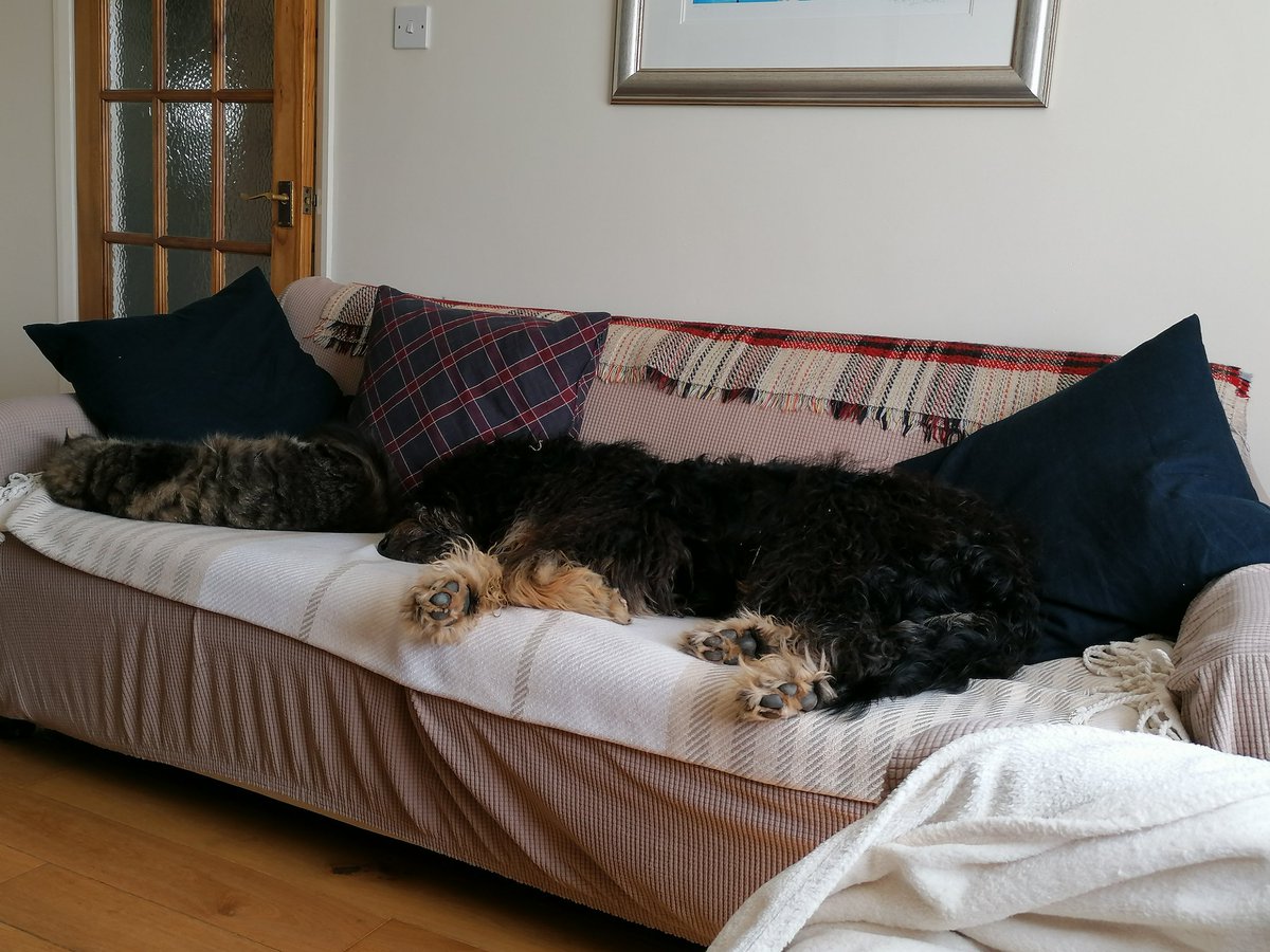 #LTCU2021 Two different study buddies for today's sessions. Interested to see how they will cope with Padlet!