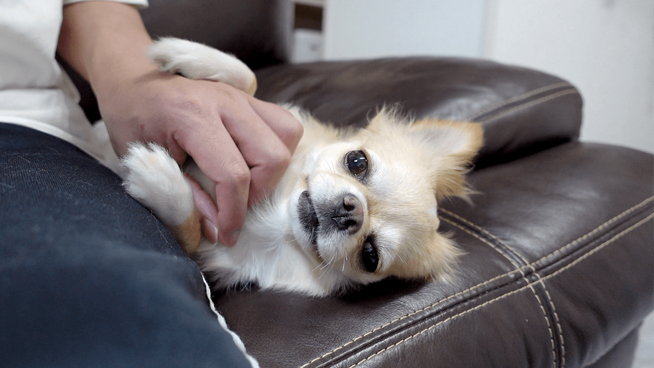 みるくchannel 甘えん坊なチワワ犬が構ってくれない主の気を引いてドヤ顔する姿がこちらですwww T Co L4larzsxcf 最近動画公開できずすみません 甘えん坊な姫様の動画はこちらです 犬 チワワ みるくchannel 可愛いと思ったらrt T Co