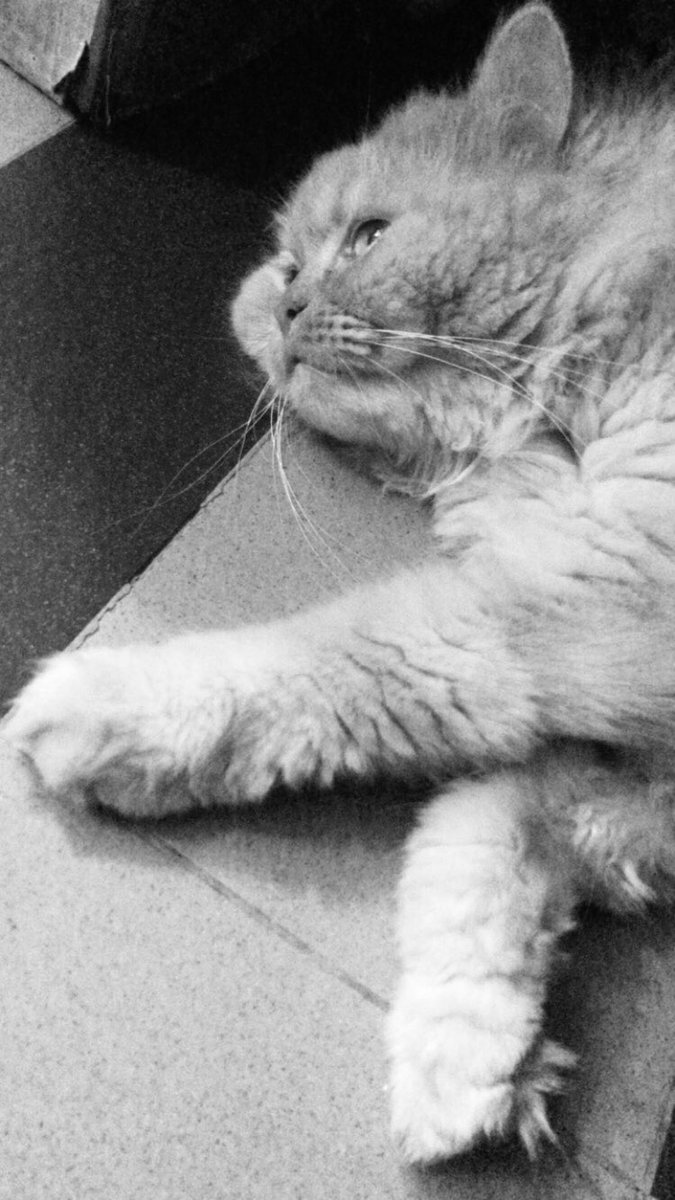 MannMastMalang's tweet photo. #catsnoirfriday
#CatsOfTwitter
#kingSimba https://t.co/OjiKUCrTR4