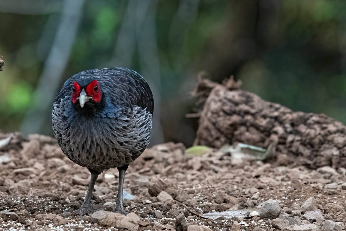 Anil Safaya (@safayaanil) on Twitter photo Khaleej Pheasant - at Sattal 🍀🍀
#Hope4all #TwitterNatureCommunity #BirdsSeenIn2021 #BirdsPhotography #BirdTwitter #Luv4wilds <a href="/WorldofWilds/">WorldOfWilds</a> Khaleej Pheasant - at Sattal 🍀🍀
#Hope4all #TwitterNatureCommunity #BirdsSeenIn2021 #BirdsPhotography #BirdTwitter #Luv4wilds <a href="/WorldofWilds/">WorldOfWilds</a>