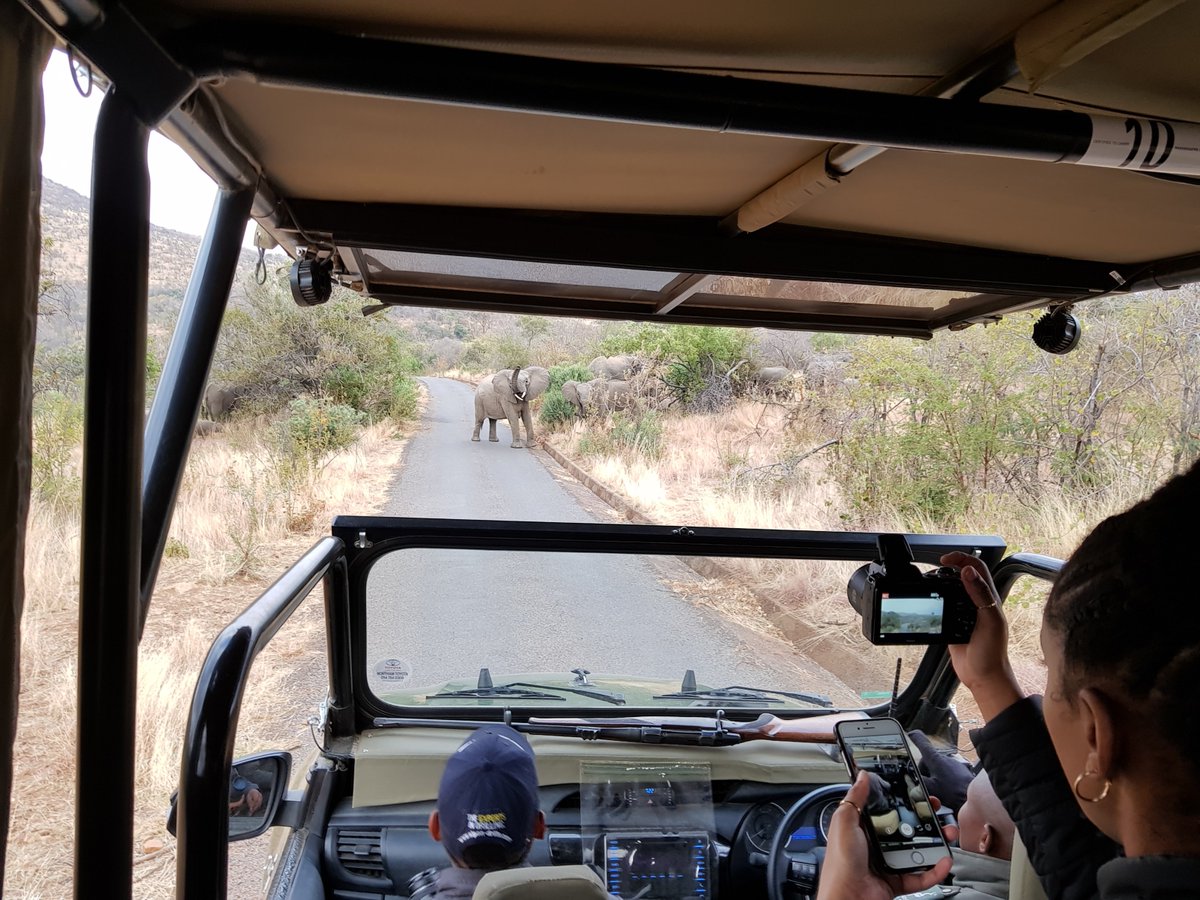 Frenchtouropera's tweet photo. With 4 nights 5 Days in @golimpopo , I am sure you will be able to explore, discover and enjoy a lot. It was time to enjoy #LimpopoWildlife in the @Marakele_NP  @LimpopoR @mag_limpopo @SouthAfrica #FrenchTour https://t.co/SYeQb4bJ9v
