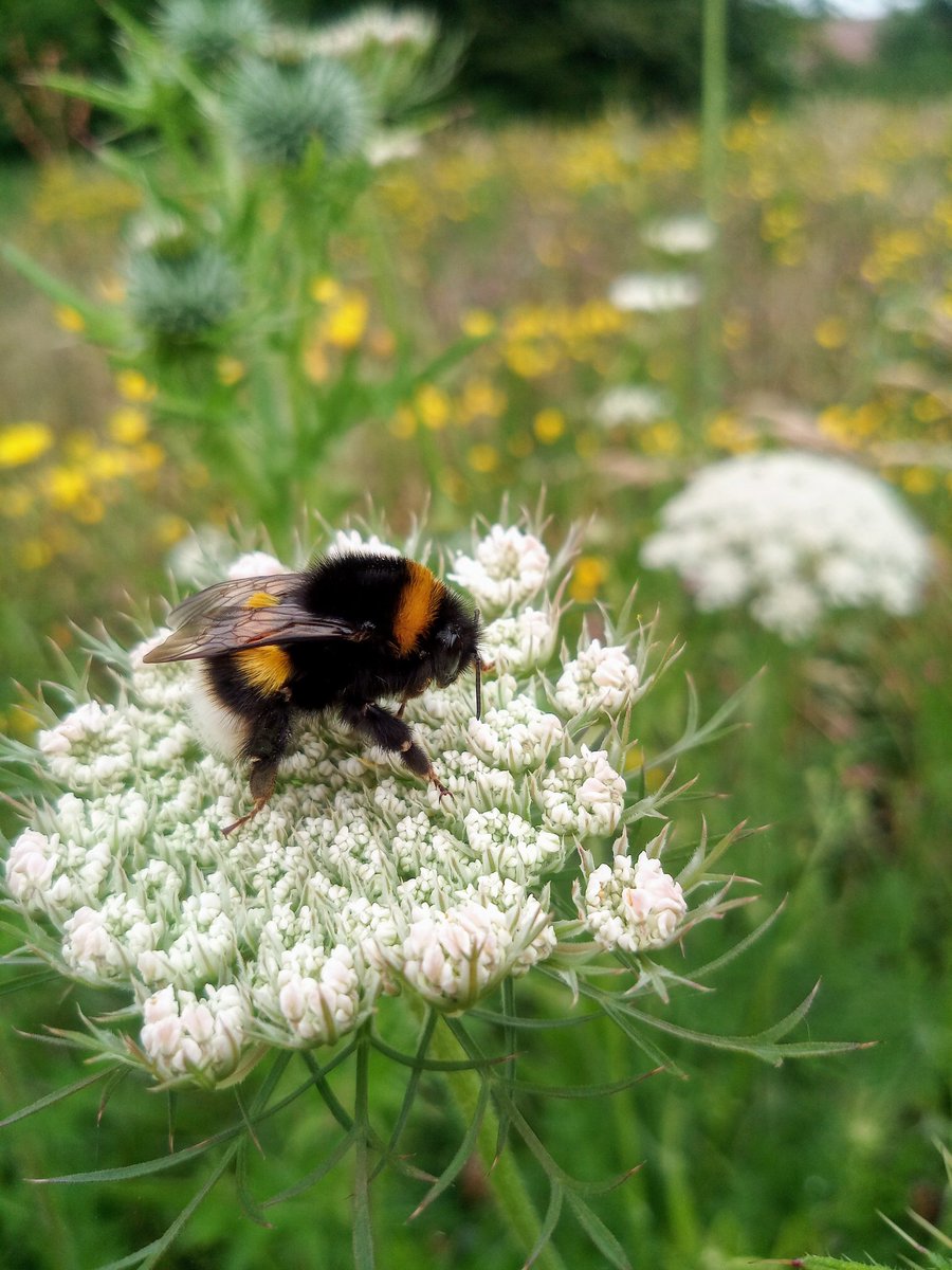 Today is the busiest I've seen our polinator field and more of these big Bumble Bees but still not as many as a few gear ago.