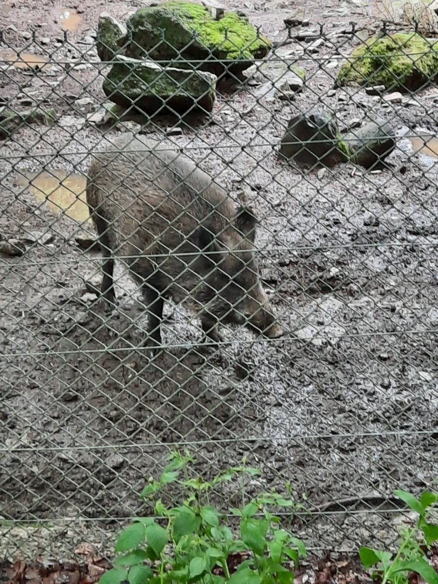 1/4
Quelques photos de notre sortie scolaire sous la pluie, au programme :
- visite guidée du parc des loups, et de leurs compagnons de la forêt, certains loups se sont même montrés joueurs...