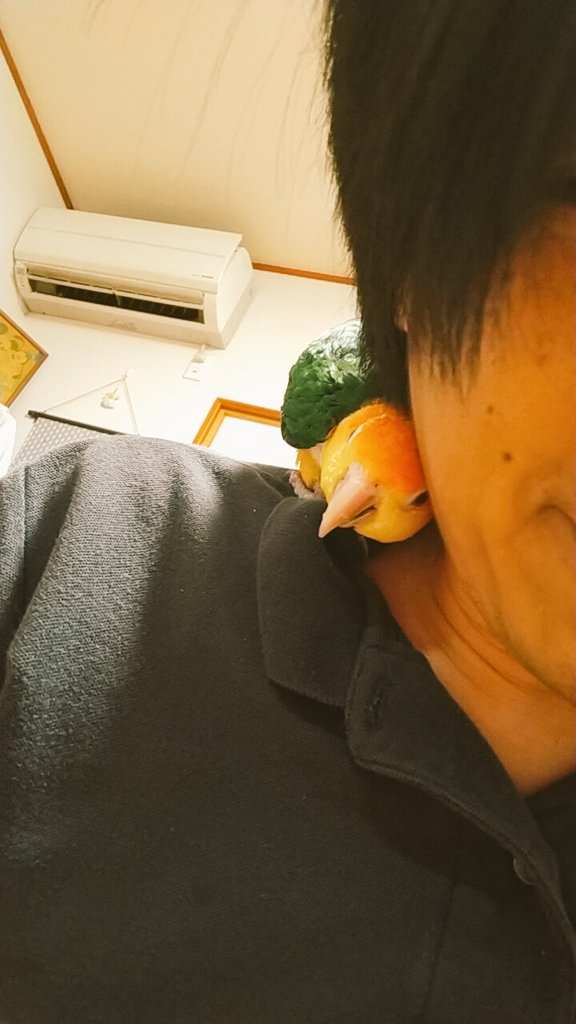 マイケルジャクソンもビックリ ムーンウォークのようなステップをするインコさんが話題 秒刊sunday