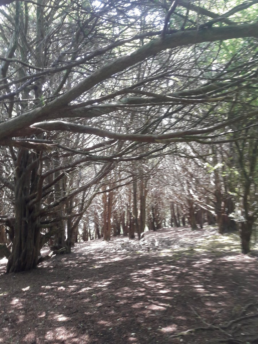 KatharineMCame1's tweet photo. Orchids & ancient yews walking #kingleyvale @southdowns Have just read Holloway @RobGMacfarlane #chalkpaths #holloways 💚 It is my new comfort read.#orchids #yewtrees https://t.co/RiXi6x9xEk