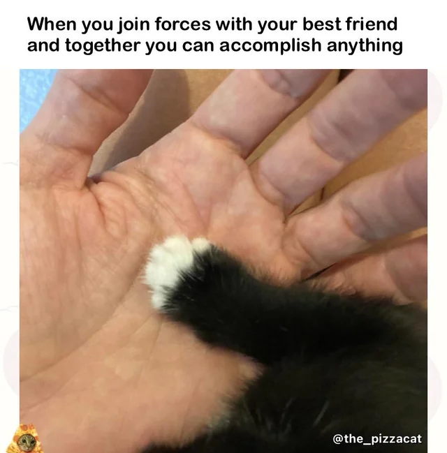 WholesomeMemes (@wholesomememe) on Twitter photo 