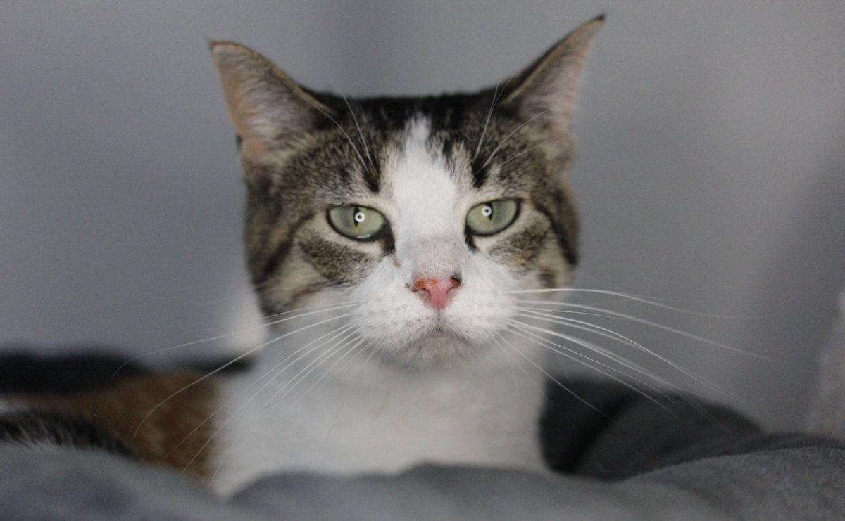 Happy Adoption Day, Bella! 🤍