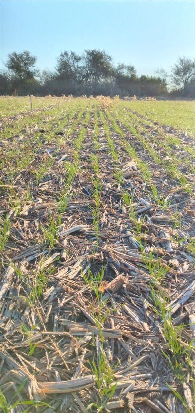 Syngenta Argentina (@syngenta_ar) on Twitter photo ☀️🌾¡Vivimos una gran recorrida de campo en 🚩Urdinarrain, Entre Ríos!
Junto a <a href="/INSER_SA/">Insumos Entre Ríos</a>, compartimos una jornada para conocer los tratamientos de semilla #VibranceGold y #VibranceIntegral. 🎖️💯 ☀️🌾¡Vivimos una gran recorrida de campo en 🚩Urdinarrain, Entre Ríos!
Junto a <a href="/INSER_SA/">Insumos Entre Ríos</a>, compartimos una jornada para conocer los tratamientos de semilla #VibranceGold y #VibranceIntegral. 🎖️💯