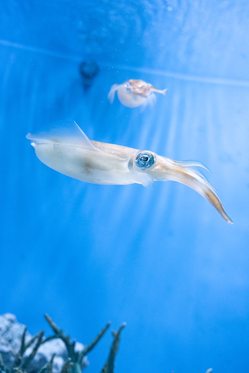 風まかせ釣りいこ Liko Kaze Twitter