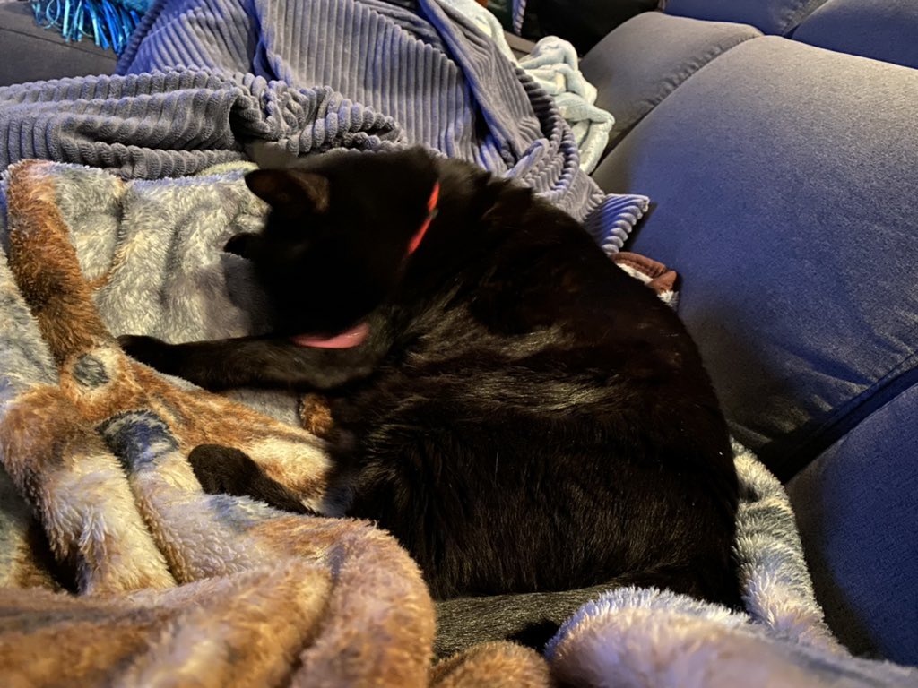 BevanWendy's tweet photo. Fromage is long gone #haloumi #besthot #withlemon but #tourcat is prepping for a lonnnng night #prolevelgrooming #andsleeping #couchpeloton https://t.co/Tny00gBZyW