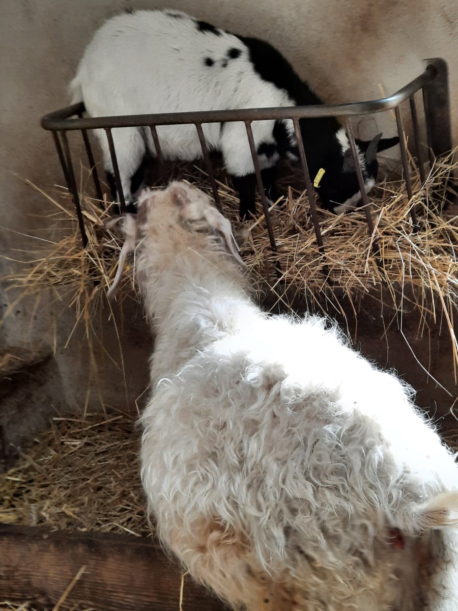 3/4
Quelques photos de notre sortie scolaire sous la pluie, au programme :
- course d'orientation 
- un passage obligé par la mini-ferme pour leur plus grande joie !