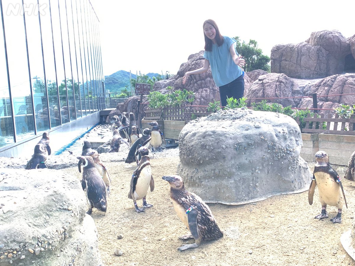 Nhkにいがた S Tweet 明日の おはよう日本 ペンギンの赤ちゃんたち おはよう日本 関東甲信越 では 上越市 の水族博物館から ペンギンの赤ちゃんのかわいさと飼育員さんのがんばりをお伝えします 担当は水族館が大好きな木村穂乃アナです 総合 関東