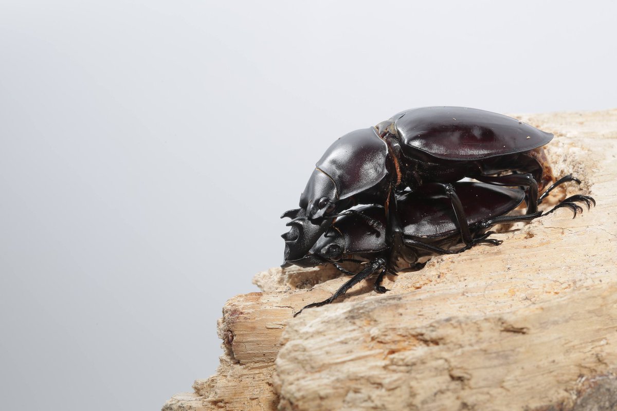 Zyinsecta's tweet photo. #Neolucanus
#lucanidae
#stagbeetle
#Neolucanusmaximus https://t.co/Ej5KrTeeud