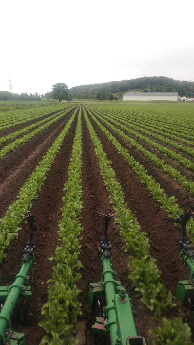 bradleyvanluyk's tweet photo. Can't beet this view ... get it π #beetfarmer https://t.co/9ooYJzkzQA