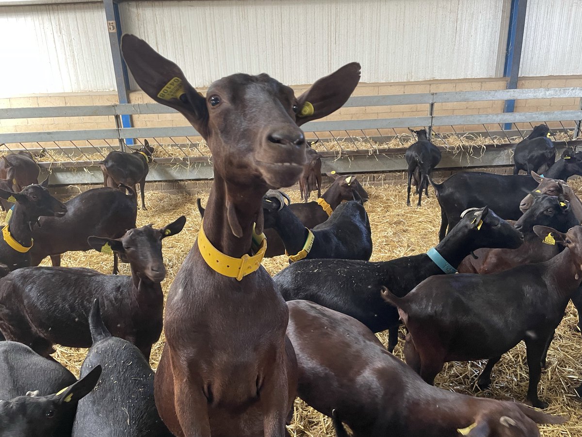 livestockspain's tweet photo. 🎥🇪🇸 @LGFSExportGen se desplazó ayer por la mañana a @EMAGANADERA y a la ganadería @vegadesanmartin para conocer más sobre la raza caprina #murcianogranadina en el marco de las grabaciones para el proyecto de #ExportGen.
🙌🏻 ¡Muy pronto veréis el resultado de estas grabaciones! https://t.co/rItFBCw0gZ