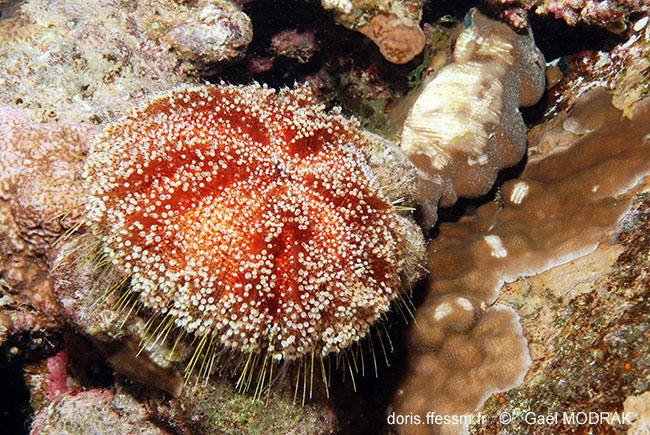 DORIS_ffessm's tweet photo. Publication de la fiche sur l'#oursin de feu de mer Rouge ! 🔥
LE BRIS Sylvain, DUCARME Frédéric, in #DORIS, 01/07/2021 :
Asthenosoma marisrubri Weinberg & de Ridder, 1998, https://t.co/u9kucvSwHM
#biodiversity #Echinodermes #Echinoidea #PasTouche #Ouille! #biodiversité #RedSea https://t.co/R2sxFrdsYB