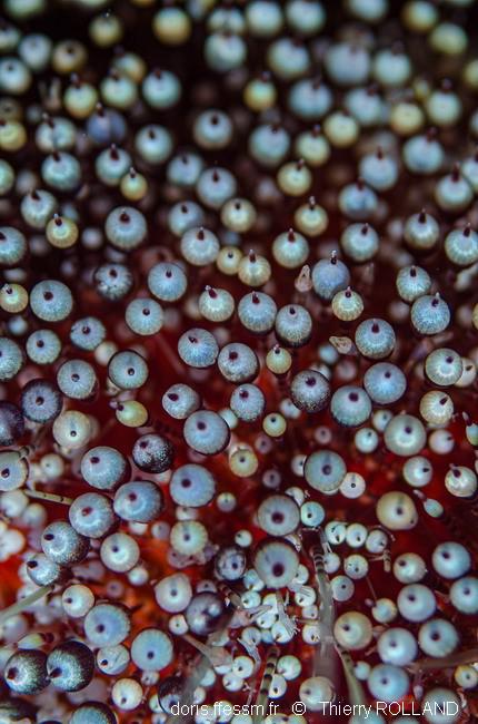 DORIS_ffessm's tweet photo. Publication de la fiche sur l'#oursin de feu de mer Rouge ! 🔥
LE BRIS Sylvain, DUCARME Frédéric, in #DORIS, 01/07/2021 :
Asthenosoma marisrubri Weinberg & de Ridder, 1998, https://t.co/u9kucvSwHM
#biodiversity #Echinodermes #Echinoidea #PasTouche #Ouille! #biodiversité #RedSea https://t.co/R2sxFrdsYB