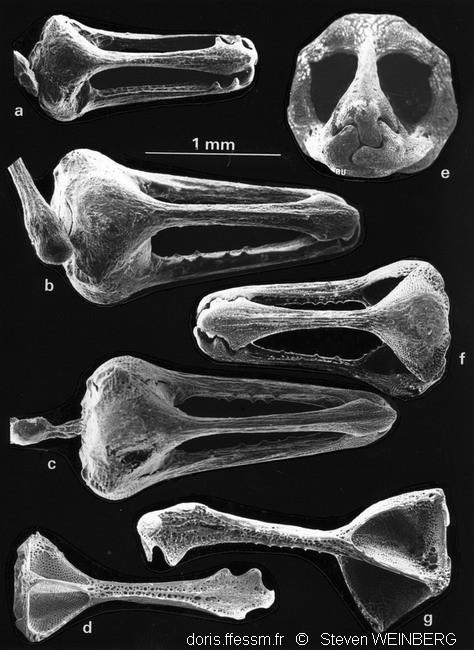DORIS_ffessm's tweet photo. Publication de la fiche sur l'#oursin de feu de mer Rouge ! 🔥
LE BRIS Sylvain, DUCARME Frédéric, in #DORIS, 01/07/2021 :
Asthenosoma marisrubri Weinberg & de Ridder, 1998, https://t.co/u9kucvSwHM
#biodiversity #Echinodermes #Echinoidea #PasTouche #Ouille! #biodiversité #RedSea https://t.co/R2sxFrdsYB