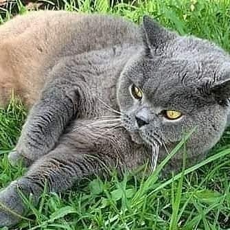 petsarefound's tweet photo. #JellyBellyFriday - #FindWinston

#REWARD

#STOLEN British Blue #Cat
https://t.co/NqF3zgyjdk
#CrowsNest #NorthSydney #NSW

#Missing #Sydney #Lost #BritishBlueCat #BritishShorthair #Cats #LostCat #BritishBlueCats #MissingCat #StLeonards #Willoughby #Wollstonecraft #Waverton https://t.co/6WkNFQ5haj
