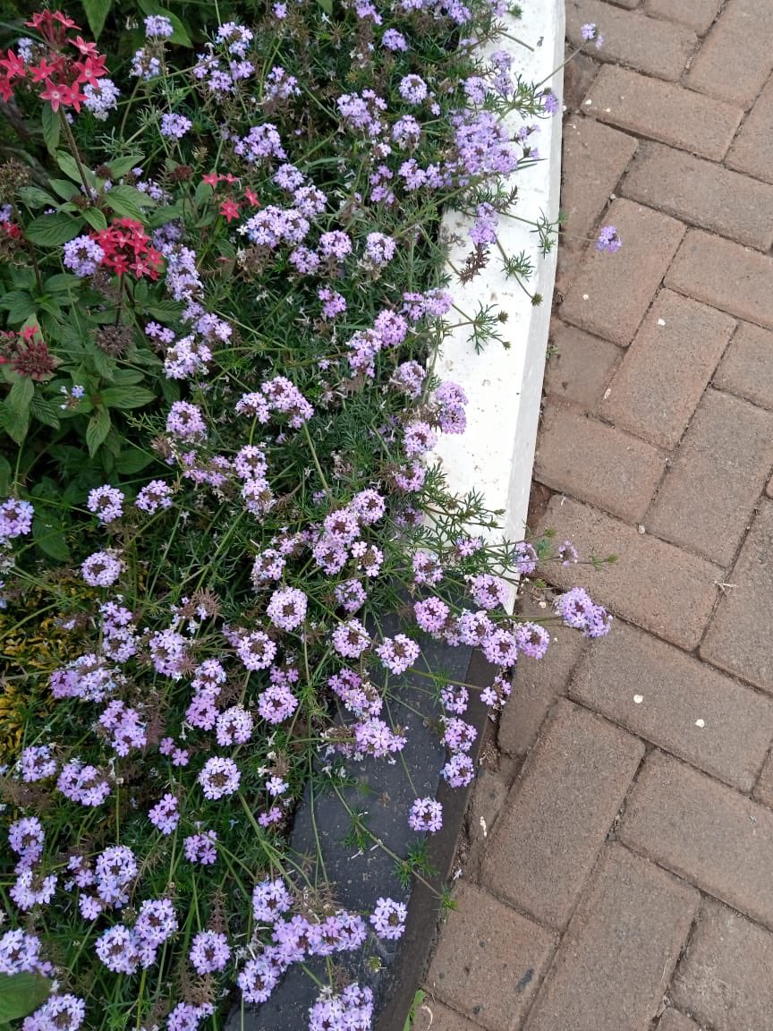 SaafiCleaning's tweet photo. The best landscaping design and implementation by @SaafiCleaning. We give priority to the wellbeing of the environment on our various cleaning services. Saafi prides itself with affordable services both at your doorsteps that are on demand. You’re all welcome. https://t.co/fcehhEHk4N