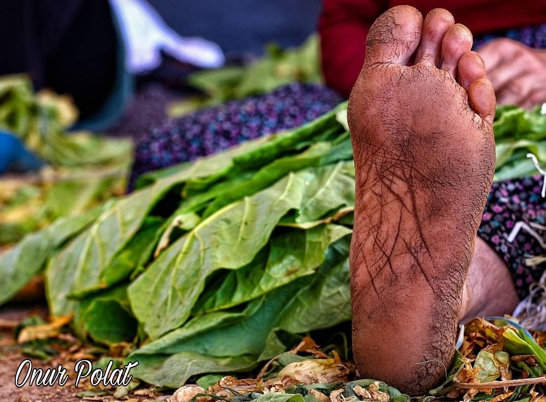 #tütünümedokunma  geçen yaz çektiğim bir #fotoğraf 
Baştan aşağı emektir #tütün