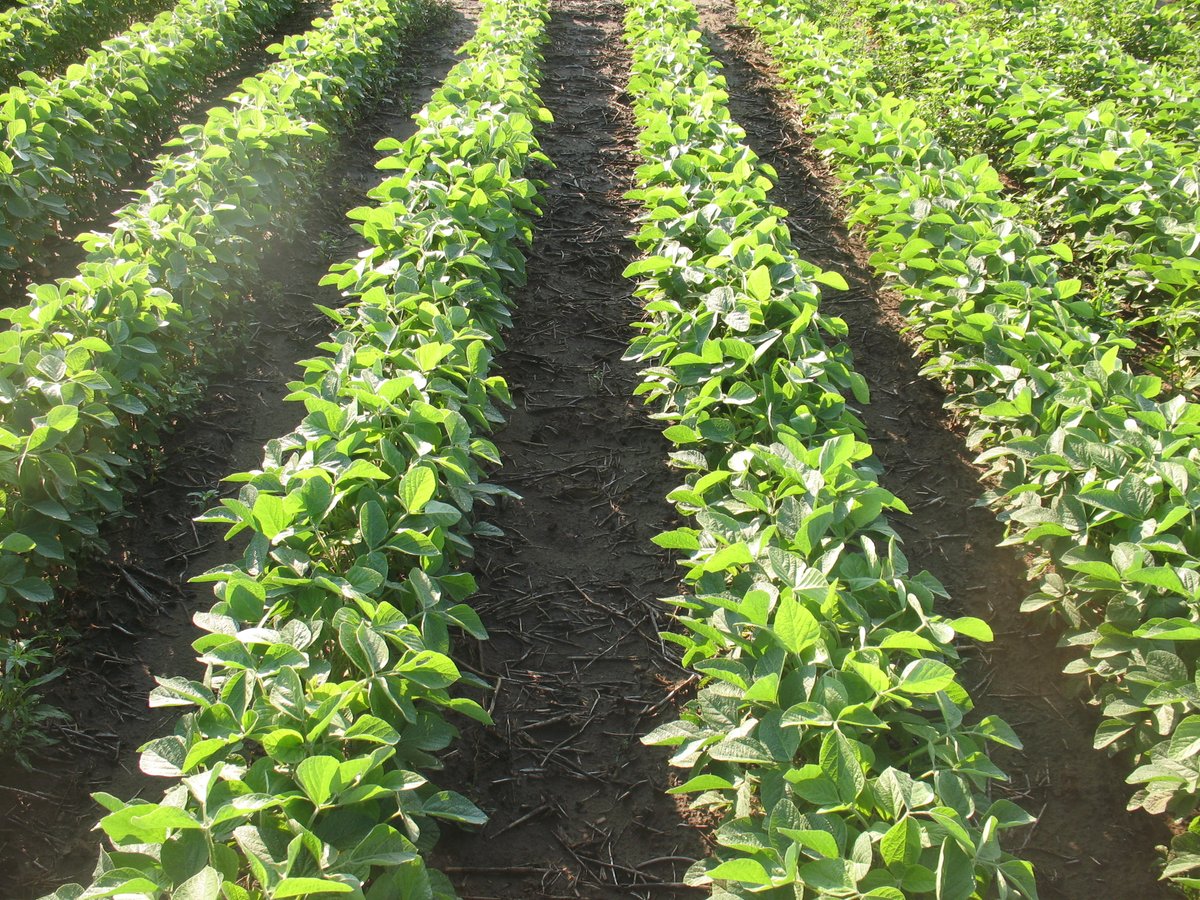 Peter Sikkema tweet media