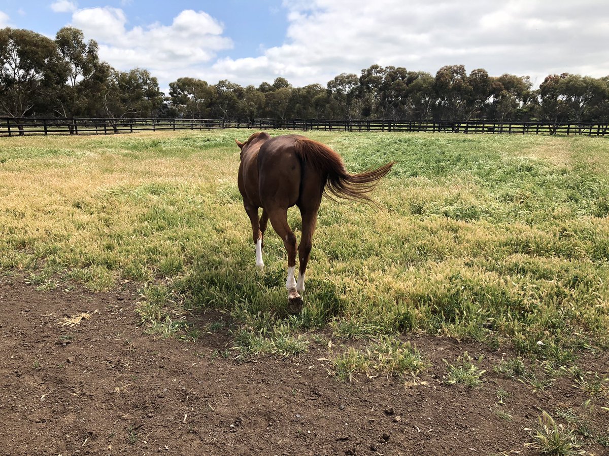Jack Haynes (@jhaynes132) on Twitter photo A rear-end shot, but a fitting one of Arazi heading out into the paddock when I was very lucky to visit <a href="/stockwell_tb/">Stockwell TB</a> in 2019. Sleep well champ! A rear-end shot, but a fitting one of Arazi heading out into the paddock when I was very lucky to visit <a href="/stockwell_tb/">Stockwell TB</a> in 2019. Sleep well champ!